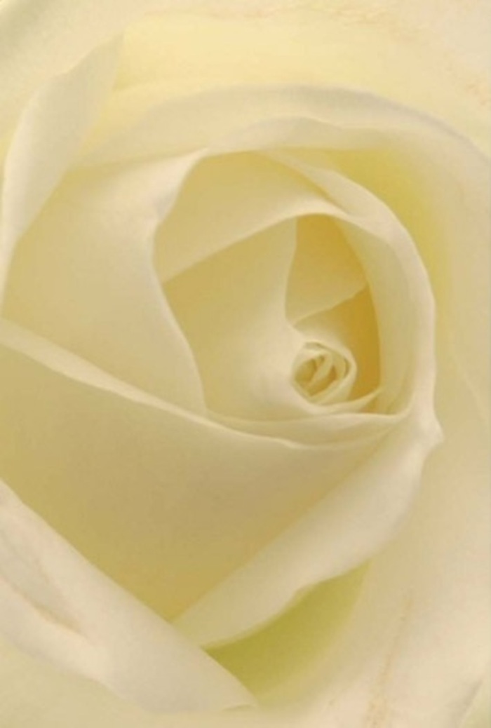 Gazing intimately at this exquisite white rose, one is immediately drawn into a tranquil scene unfolding in the heart of Golders Green. Layers of petals in shades of cream and soft white intertwine in a perfect spiral, infused by gentle light that seems to illuminate the bloom from within-like the first rays of sunshine filtering into a quiet local shop near Hampstead Heath Extension. The atmosphere is hushed and sophisticated, a reflection of both the artistry and patience of the florist's hands. It is easy to imagine this rose as part of an elegant centrepiece at a wedding reception on Golders Green Road or given as a heartfelt apology-its beauty is universal and yet deeply personal. The subtle play of colour and shadow, from the near-translucent edges to the rich, creamy heart, hints at purity and steadfast resilience. Inhaling, one could almost taste the rose's fresh, clean fragrance-a sensory echo of serenity that lingers, whatever the occasion. This floral creation, designed for both joy and solemnity, elevates every gesture and provides comfort to those who receive it within the Golders Green community.