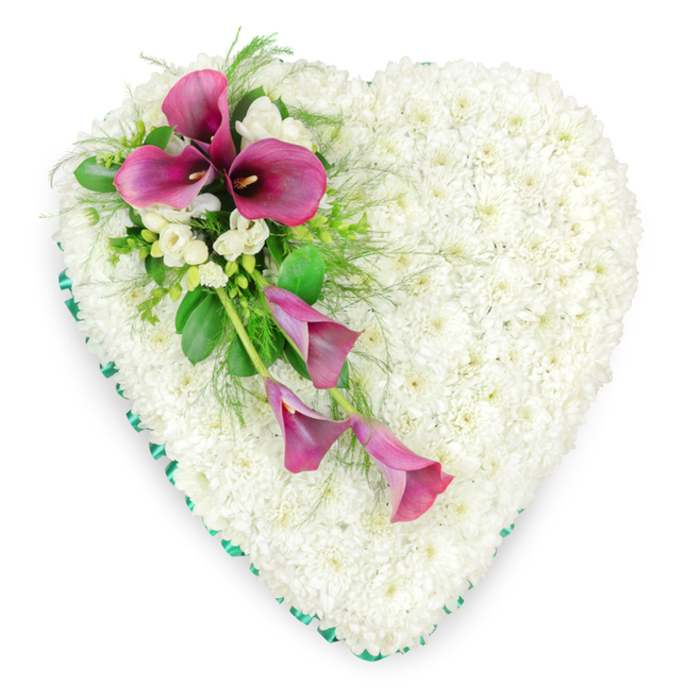 A meticulously arranged heart-shaped funeral tribute is displayed from a bird's-eye view, its form resting against a bright white background that emphasises every detail of the flowers. The entire body of the heart is composed of countless white spray chrysanthemums, packed tightly together so that no gaps are visible, creating a smooth, plush, and gently domed surface. Their tiny petals layer over one another, forming a velvety texture that suggests purity, peace, and a sense of calm remembrance. Tracing the perimeter of the heart is a slim band of emerald green satin ribbon, carefully pleated and secured to follow each curve with precision. The ribbon provides a crisp outline and introduces a fresh, living green that echoes the greenery found in nearby Golders Hill Park. On the upper left curve of the heart, an elegant diagonal spray of flowers brings vivid colour and movement across the white base. Several deep magenta to fuchsia pink calla lilies form the focal point, their signature funnel-shaped spathes curling gracefully around central dark spadices. Two of the lilies stand more upright near the top of the spray, almost like sentinels, while three others arc and cascade downward, their tapered forms leading the eye toward the lower centre of the heart. Among them nestle small clusters of white freesia-style blooms, their delicate buds and opening petals introducing a finer texture and hinting at a gentle fragrance. Lush foliage in varying shapes and shades, including glossy broad leaves and fine, feathery greenery, surrounds the calla lilies and freesia, adding depth and framing the colour. This refined floral heart, suitable for a funeral or memorial in the Golders Green area, conveys a message of deep love, respect, and lasting remembrance.