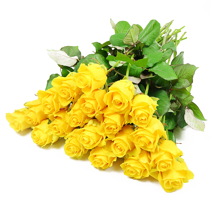 On a flawless white surface, a carefully gathered bouquet of around two dozen yellow roses is arranged so that the blooms spill outward in a gentle arc, like a soft beam of sunlight breaking through cloud over nearby Golders Hill. Each rose is unique in its stage of opening: some remain tight and compact, their petals wrapped closely around the heart of the flower, while others loosen and unfurl, revealing intricate spirals of golden yellow. The petals themselves show fine variations in tone, with hints of pale cream near the base, deepening to a richer, more saturated yellow at the edges, creating a sense of depth and quiet movement. Threaded among the roses, deep green leaves provide a protective cradle, their slightly serrated edges and visible veins offering a subtle textural contrast to the smooth petals. A few leaves tilt and twist, revealing a muted, lighter green underside that softens the overall palette. The stems gather together at one side of the image, a tangle of fresh, light green lengths that suggest the bouquet has just been tied off by a skilled local florist. Although yellow roses are often associated with joy and friendship, presented here in this calm, uncluttered composition they become a gentle, consoling presence, well-suited to sympathy flowers for a quiet service or a grieving household in Golders Green. The overall mood is peaceful and reflective, as if these blooms were chosen to bring a touch of warmth and reassurance into a room where words might be hard to find.