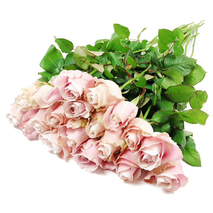 A sizeable cluster of around two dozen long-stemmed pink roses rests horizontally on a pristine white surface, the blooms gathered closely together to form a full, cushion-like mass of colour in the foreground. Each rose displays a delicate palette of blush and powder pink, with occasional hints of dusty rose and very pale lavender nestled in the innermost spirals of the petals. The flowers are captured in varying stages of opening: some remain tight, elegant buds with petals wrapped closely around the centre, while others have relaxed slightly, creating gentle, layered rosettes that look soft and velvety under the even lighting. Dark, healthy green leaves press up around the base of the blossoms and run along the length of the visible stems, their shapes overlapping and forming a rich green frame that accentuates the softness of the pink. The long stems extend out behind the blooms, aligned loosely and angled as though the bouquet has just been set down during preparations for a funeral tribute or condolence delivery in the Golders Green area, perhaps bound for a quiet home near Temple Fortune or a service close to the crematorium. The bright white background isolates the flowers completely, bringing attention to the purity of the composition and the understated luxury of the roses themselves. The overall impression is one of calm, gentleness, and dignity, making this image a fitting representation for sympathy arrangements meant to honour a loved one's memory with grace, softness, and a sense of serene farewell.