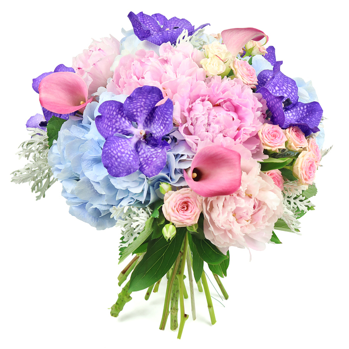 A richly detailed hand-tied bouquet is photographed against a simple white backdrop, highlighting its intricate play of colour and texture. Several large, ruffled peonies in light pink sit prominently at the centre, their full, rounded blooms opening layer by layer like soft fabric folded into rose-like swirls. Beneath and around them, generous clusters of pale blue hydrangea create a gentle, cloud-like cushion that cools the palette, reminiscent of early morning mist along the leafy roads of Golders Green. Interspersed among these are striking Vanda orchids in a deep violet-purple, each bloom broad and supple, its petals marked by a fine pattern of darker speckles that add an almost textural interest to the eye. Long, elegant calla lilies in vivid fuchsia pink arc through the arrangement, their smooth, trumpet-shaped forms providing height and a deliberate, modern line that contrasts beautifully with the softness of the peonies. Smaller blush spray roses peek out between the statement flowers, bringing a delicate, romantic note, as if sprinkled from a cottage garden bordering Hampstead Heath. Around the edges, velvety silvery-green dusty miller and glossy dark foliage frame the composition, giving depth and a subtle contrast that anchors the pastel tones. The stems are visible at the base, neatly gathered and tied, reinforcing the sense of a freshly hand-crafted bouquet prepared by Flowers Golders Green for same-day delivery in NW11. The overall impression is one of considered luxury and heartfelt emotion, perfect for bridal bouquets, anniversary surprises, or simply lifting the atmosphere of a Golders Green home with a touch of refined floral artistry.