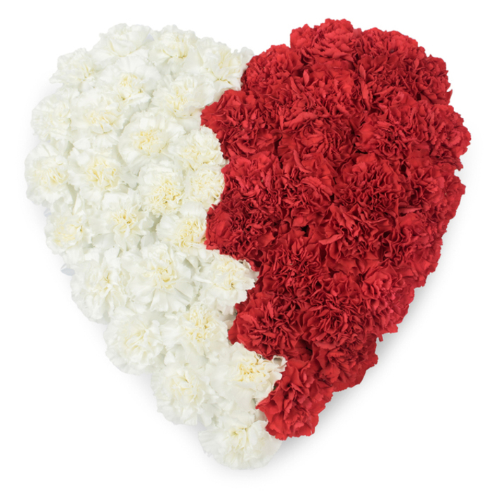 A meticulously arranged heart of fresh carnations, photographed from above to reveal its detailed construction: the left half is a sea of creamy, off-white carnations whose densely layered, ruffled petals form a soft, even plane; the right half is a field of bold red carnations whose deeper tones provide immediate, dramatic contrast. The two sections are bisected by a distinctive vertical line with a serrated, saw-tooth profile made of nine triangular points - a precise, repeating edge that calls to mind formal flag geometry and gives the design strong national connotations. Against a bright white background each petal's shadow and curl reads sharply, highlighting the tactile quality of the ruffles and the careful nesting of each bloom. As a local florist mindful of ceremonial floristry in and around Golders Green and Hampstead Heath, I picture this composition placed at a civic reception or a cultural commemoration where the red-and-white motif is intentional and evocative. The carnations' subtle fragrance would sit in the air like a gentle note as visitors pass by; the surface's slight variance in height creates a soft, living texture rather than a flat graphic. There is craft in the measured repetition of colour and form, and emotion in the resulting emblem - pride, remembrance, unity - expressed through the simplest element of floral design: repetition of a single flower used to powerful effect. The arrangement balances visual symbolism with the quiet care of hand-assembled floristry.