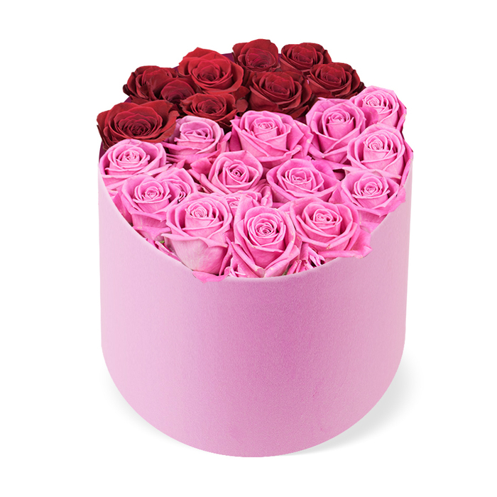 An exceptionally regal rose presentation sits elevated in a D-shaped, semi-cylindrical gift box, blush pink with a tactile velvet feel. The box's curved front forms a gentle arc against a flat back, creating a sculptural silhouette that catches the eye in a calm, refined way. The top opening is densely packed with rose heads, tightly arranged to form a rich tapestry of color. The palette divides into two vivid zones: the upper back section holds about a dozen crimson roses that read as deep romance and drama, while the broader front section brims with bright fuchsia pink roses, offering lively contrast and warmth. Each bloom is fully open, petals layered in velvet folds, with no visible foliage, giving the arrangement a pristine, curated look. The shot is taken from a slightly elevated angle against a pure white background, letting the box's silhouette and the flower heads glow. This piece radiates luxury and sophistication, making it perfect for Valentine's Day, anniversaries, or Mother's Day, especially for clients who value designer floral gifts and elegant home décor. It also serves as a striking centerpiece or a memorable bouquet for gifting in Golders Green and surrounding NW London areas, with availability for same-day delivery through Flowers Golders Green.
