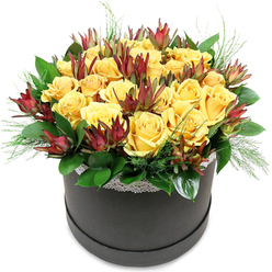 In this sophisticated hatbox arrangement, a cluster of golden yellow roses forms a radiant, dome-shaped crown that seems to glow against a pure white backdrop, like a pocket of sunshine delivered to a Golders Green doorstep. Each rose is generously petalled and fully open, revealing intricate spirals of velvety petals that shift in tone from soft, buttery yellow at the core to a richer, sunflower hue at the outer edges. Threaded among these cheerful blooms are dramatic accents of Leucadendron 'Safari Sunset', their elongated, tapered bracts a deep burgundy and maroon, with reddish tips and subtle green bases that anchor them visually to the surrounding foliage. The leucadendron adds structure and a hint of wildness, mirroring the sculptural branches you might notice on a walk through nearby Golders Hill Park. Supporting this interplay of colour and texture is a collar of lush greenery: broad, glossy dark green leaves create a solid framework, while fine, airy sprigs of light green foliage emerge here and there, adding gentle movement and an almost feathery touch that brushes the edge of the hatbox. The container itself is a sleek, charcoal-black round box with a soft matte finish, dressed along the top with a slim band of delicate white lace that introduces a note of quiet elegance-like vintage ribbon kept in a family drawer. The arrangement feels both contemporary and timeless, ideal for brightening a living room near Temple Fortune, celebrating a special birthday, or sending heartfelt thanks. The imagined scent is softly floral rather than overpowering, inviting you to lean in, linger, and feel that warm, uplifting mood only fresh flowers can bring.