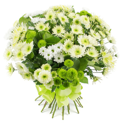 A full, rounded bouquet of chrysanthemums in white, cream, and vivid lime green is shown against a seamless white background, giving the flowers a serene, floating quality. At the heart of the design are generous white and creamy-yellow chrysanthemum heads, each bloom made up of densely layered petals that curl slightly at the tips, creating a soft, cushiony texture. Nestled amongst these are sprays of smaller, daisy-shaped chrysanthemums, their slender white petals radiating from delicate greenish centres, adding an airy, almost meadow-like touch. Punctuating the arrangement are clusters of lime green pompon chrysanthemums, perfectly spherical and densely petalled, whose lively colour suggests fresh apples or spring grass on Hampstead Heath, just a walk from Golders Green. The interplay of velvety white petals and smooth, button-like green blooms creates a subtle rhythm, moving the eye across the bouquet. Deep green foliage is woven through the flowers, offering a quiet contrast and hinting at the natural, garden-grown origin of the stems. At the base, the gathered stems are tightly bound with a luminous lime green satin ribbon, fashioned into a neat, multi-looped bow that reflects the bright accents within the bouquet. The lighting is soft and even, emphasising freshness and purity rather than drama, making the arrangement feel peaceful yet invigorating. It would be perfectly at home on a polished table in a Golders Green townhouse, used to wish someone a speedy recovery after a stay at the local clinic, or to mark a simple but heartfelt milestone. The bouquet's white and green palette conveys renewal, calm, and genuine care.