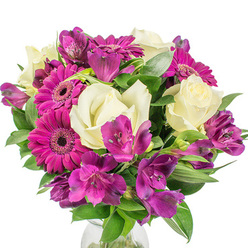 Carefully balanced and densely packed, this floral composition sits against a bright white background so its colours sing with clarity. Dominating the view are vivid magenta Gerbera daisies, their layered petals forming radiant discs that read as pure cheerfulness; each gerbera's dark centre provides a tiny, textural focal point. Interwoven are creamy white roses whose velvety, unfolding petals offer a softer, romantic counterpoint - imagine the subtle, fresh scent of rose that would greet you as you lean in. Deep purple Alstroemeria (Peruvian lilies) add complexity: slender, trumpet-like blooms with delicate speckling and a slightly waxy texture that catches the light differently to the matte roses and gerberas. The bouquet's lush greenery - a variety of broad leaves and narrow, sword-shaped fronds - creates a verdant frame that lifts the colours and sculpts gentle shadows across the stems. A hint of a clear glass vase appears at the bottom, simple and transparent, keeping attention on the flowers' forms and tones. The whole arrangement feels like a bright, modern statement piece, suitable for celebrating an anniversary, cheering a friend, or bringing seasonal freshness into a Golders Green home near the station or Golders Hill Park. As a local florist I'd note how the fresh textures and balanced palette translate well for table centres at small gatherings on Finchley Road or as a thoughtful present to welcome new neighbours. This bouquet - prepared with professional care by Flowers Golders Green - communicates warmth, skill and a lively yet refined spirit.