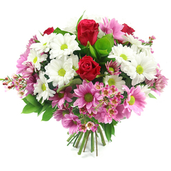 Set against a pure white backdrop, this hand-tied bouquet radiates warmth and sincerity, like a heartfelt gesture delivered to a doorstep in Golders Green on a bright afternoon. At its centre, two sumptuous red roses draw the eye, their petals rich and velvety, spiralling inward in tight, romantic curls that suggest enduring affection. Embracing these roses is a ring of white daisy-style chrysanthemums, their petals clean and crisp, each bloom punctuated by a vivid lime-green centre that adds a spark of brightness, almost echoing the freshness of tree-lined streets around Golders Green station. Interwoven through the white flowers are soft pink daisy chrysanthemums, ranging from delicate blush to more confident medium pink, all crowned with the same lively green centres that lend a playful contrast. Tiny clusters of pale pink waxflowers slip between the larger blossoms, their petite, star-shaped petals and visible darker stamens giving the arrangement a gentle, intricate texture, like fine lace tucked into a favourite dress. Deep and mid-green foliage supports the blossoms, with broad, glossy leaves and lighter tips peeking out to frame the colours and add structure. The bouquet is bound tightly at the bottom, with straight, freshly cut stems fanning slightly, ready to drop into a waiting vase in a home near Golders Hill Park or along Finchley Road. The overall mood is one of calm celebration and quiet happiness, making this bouquet ideal for saying "thank you," welcoming a new baby, or marking an anniversary with understated elegance. It feels both polished and personal, the kind of floral gift a trusted Golders Green florist would prepare with care and local insight.