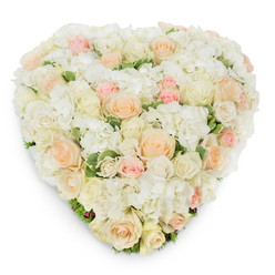 A serene, heart-shaped floral composition arranged with careful precision, photographed from a slightly elevated, overhead perspective against a pure white background. At first glance the eye rests on a luxuriant mass of white and cream roses - from small, tight buds to expansive, velvety blooms - whose varied sizes create a soft, tactile landscape. Interspersed with these are voluminous clusters of snowy hydrangea that lend a cloud-like density and gentle texture, their numerous tiny petals contrasting delicately with the broader rose forms. Warmth is introduced by an artful sprinkling of pale peach and blush-pink roses, the pastel tones transitioning smoothly across the surface and suggesting a whisper of warmth amid the calm whites. Slender hints of deep green, possibly variegated leaves, emerge here and there, their cool tones grounding the palette and enhancing the freshness of the flowers. A subtle shadow beneath the heart emphasizes the arrangement's sculpted, three-dimensional quality and the florist's attentive hand in shaping the silhouette. The scent is imagined as clean and floral, the soft perfume of roses tempered by fresh greenery, a comforting presence rather than an overpowering perfume. This composition carries a quiet compassion and refined dignity, appropriate both as a romantic emblem for intimate celebrations and, with equal grace, as a sympathetic tribute for funerals or memorial services. It is the kind of thoughtfully made piece one might commission from a Golders Green florist for delivery to a nearby chapel or family residence, offering solace with understated beauty.