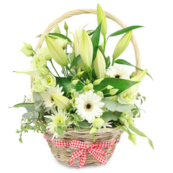A light straw-coloured wicker basket, charmingly rustic and finely woven, is shown against a pure white backdrop, brimming with an artful mix of white and green flowers that evoke the calm, leafy streets around Golders Green Road. The curved handle frames the top of the arrangement, while a nostalgic red and white checkered ribbon is tied into a small, precise bow at the front, like something you might see on a picnic blanket in nearby Hampstead Garden Suburb. Inside, tall stems of white lilies dominate the composition, their buds mostly closed, encased in pale green outer petals that promise a gradual, graceful opening over several days. Scattered among them are open white Gerbera daisies, each bloom perfectly round, with crisp, narrow petals radiating from deep, almost black centres, adding an eye-catching focal point. Clusters of lisianthus in soft white and green, with their gently ruffled edges, weave between the larger flowers, creating a feeling of movement and softness. A single white calla lily, with its sculptural trumpet form, arcs calmly from one side, giving the design a refined, contemporary accent. Surrounding and supporting the flowers, layers of foliage spill and frame the basket: rounded eucalyptus leaves with a blue-green cast, variegated greenery with creamy tips, and darker broad leaves that give structure and depth. The overall palette of whites, greens, and natural wicker feels fresh and serene. This basket could easily be imagined on a windowsill overlooking Golders Green station or a quiet side street off Finchley Road, perfect for marking an anniversary, sending gentle congratulations, or offering a soothing, elegant gift that arrives looking freshly arranged that same day.