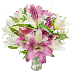 A richly textured bouquet of oriental lilies sits in a clear glass vase, photographed on a brilliant white background to emphasize the floral shapes and colours. Creamy off-white lilies, some with the faintest wash of yellow-green at their throats, unfurl fully to show trumpet-like petals and pronounced stamens with delicate anthers, while contrasting fuchsia and deep pink lilies offer velvety petals that sometimes reveal lighter veins or a soft cream centre. Several blossoms are still in tight, graceful buds, hinting at staged opening and extended life. The arrangement's dark green, lance-shaped leaves arc and overlap, framing the blooms and giving the whole piece a garden-fresh silhouette. Light moves across the petals to reveal subtle textures - the satiny sheen of the pinks, the gentle translucence of the whites - and the clear vase exposes neatly trimmed stems and pristine water, reassuringly honest about freshness and care. There is a soft, sweet floral perfume suggested by the composition, an evocative scent that brings to mind walks near Golders Hill Park or the neighbourhood stalls along Golders Green Road. Crafted with local knowledge and attention to balance, this bouquet from Flowers Golders Green suits celebratory moments, bedside sympathy, or an elegant centrepiece, offering both immediate beauty and the slow pleasure of buds that will open over several days.
