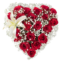 Viewed head-on against a pristine white field, this heart-shaped bouquet reads as an intimate, tactile declaration - a dense tapestry of deep red roses punctuated by clouds of delicate white baby's breath. The roses range from tight crimson buds to fully open velveteen blossoms, each petal layered in soft folds that catch the light with a low-sheen glow, suggesting richness and depth. Tiny sprays of Gypsophila nestle snugly between the larger heads, their porcelain-white points creating a soft, dreamy texture that both highlights and cushions the intense reds. At the upper-left curve a single white lily opens like a quiet exclamation; its broad petals are pure with a faint creamy wash toward the centre where yellow stamens stand out like tiny suns, adding a warm counterpoint to the cool white. The composition is expertly modelled - the heart outline is crisply defined, yet the internal density allows for gentle movement and breathing space, conveying both passion and tenderness. There is an implied scent: the heady sweetness of roses blended with the fresher, slightly green fragrance of the lily, carried as if on a soft studio breeze. The white background elevates the colours into high contrast, making the arrangement feel immediate and photographic, ideal for a romantic presentation, a memorable anniversary gift, or a tender tribute. Crafted with experienced hands familiar with Golders Green's seasonal stems and local tastes, the bouquet balances drama and restraint with a confident, heartfelt touch.
