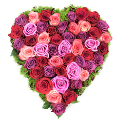From directly above, this heart-shaped composition reads as a single, sumptuous carpet of roses, each bloom chosen for fullness and freshness so the heart holds a seamless, petalled surface. The colour story is layered and intentional: the deepest crimsons and burgundies anchor the centre, while vivid scarlets and coral-tinged pinks bring warmth; brighter fuchsias and magentas provide joyful punctuation, and soft lavender and mauve roses lend a gentle, reflective finish at the edges. Every flower is at or near full bloom, its velvet petals curling softly to reveal textured centres that suggest abundance and care. A narrow edging of fine, dark green foliage-think delicate maidenhair-style fronds or a moss-like bed-frames the heart and gives it both definition and a hint of woodland freshness, subtly peeking between heads of roses to add depth. The arrangement is photographed against a pristine white background, which amplifies the saturated tones and the tactile quality of the petals. There is a sensory hush to it: the faint sweetness of roses, the cool touch of ferny greens, and the visual rhythm of colour transitions. This piece reads as a statement of deep affection or solemn remembrance, equally apt for Valentine's Day, Mother's Day, an anniversary bouquet, or a formal tribute at a funeral in the Golders Green and Finchley neighbourhoods, where families often look for locally made, heartfelt tributes.