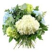 Against a crisp, white background, a beautifully rounded hydrangea bouquet is captured in clear, soft light, every element carefully composed. At the centre, a generous dome of creamy white hydrangea blooms anchors the design, its countless, closely packed petals forming a pillowy, cloud-like shape. Surrounding this heart, pastel sky-blue hydrangea heads and fresh lime-green hydrangeas sit in a loose ring, the cool tones flowing effortlessly from one flower to the next. The blue blooms rise slightly towards the top and sides, while the green ones nestle nearer the base, creating a balanced yet natural silhouette that feels as if it could have been gathered from a well-kept garden just off North End Road. Threaded through and around the hydrangeas is an abundance of foliage: softly rounded eucalyptus leaves in a muted silvery green bring a gentle, contemporary note, while deeper green, slightly glossy leaves introduce contrast and structure. Together they frame the flowers, adding movement and visual depth without overwhelming the pastel palette. The stems are held in a tidy bundle at the bottom, clearly hand-tied and left long to slide easily into a vase on a kitchen table or windowsill in Golders Green. The lighting is even and flattering, with no harsh shadows, so every petal edge and leaf texture is easy to distinguish. The overall impression is one of calm freshness and quiet luxury, ideal for celebrating a birthday, welcoming someone to a new home, or offering a peaceful gesture of care to friends and family locally.