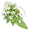 A long, teardrop-style sympathy spray rendered in serene whites and fresh greens, photographed against a clean white backdrop in soft, diffused light. Creamy white roses-some fully open with softly swirling petals, others in tighter bud-sit at the heart of the design, their tender, tea-like scent suggested by the layered petals. Two sculptural white calla lilies rise near the upper left, their trumpet forms creating a quiet vertical punctuation and a sense of refined purity. Bright lime-green button chrysanthemums, round and textured like tiny mossed spheres, are dotted through the composition to give lively contrast and a contemporary note. Sprays of tiny white baby's breath (Gypsophila) drift like pale confetti, adding an airy veil that softens the stronger shapes. The foliage is abundant and varied: deep glossy leaves provide a dense, grounding base; variegated leaves with crisp white and green stripes add visual brightness; delicate fern fronds offer a whisper of woodland freshness near the top. Long, arching blades of bright green foliage sweep gracefully across the arrangement, introducing movement and a modern silhouette that tapers down to a single, broad, smooth tropical leaf forming the pointed tail. A subtle off-white fabric bow at the upper left lends a calming, formal accent. The overall feeling is one of dignified stillness and gentle comfort-an arrangement suited to a funeral or memorial, conveying respect, remembrance, and peace. As a local florist in Golders Green, I picture this placed beside a chapel service or on a graveside near Golders Hill Park, its quiet palette and refined textures offering consolation without ceremony.