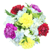 This image shows a round, hand-crafted bouquet laid out against a bright white background, photographed from above so that every flower forms part of a balanced, circular pattern. At the centre, six striking carnations catch the eye with their rich texture and layered, ruffled petals. Two sunny yellow blooms add a bright, optimistic note, two velvety burgundy-red carnations deepen the palette with warmth, and two vivid magenta-purple flowers bring a strong, elegant accent. Encircling and cradling these focal blooms, generous clusters of hydrangea in soft light blue and creamy white create a gentle, cloud-like halo, their countless small petals giving the arrangement a plush, almost cushiony look. Tucked between and around the flowers, mixed green foliage introduces natural contrast, from broader variegated leaves edged in cream to slim, darker green sprigs that extend outward and give the bouquet a relaxed, garden-inspired shape. The lighting is clean and natural, with no harsh shadows, making the colours appear crisp and true, as if the stems had just been arranged in a Golders Green flower shop before heading out for local delivery. The overall effect is cheerful yet refined, perfectly suited to brighten a home near Golders Green station, mark a birthday gathering, or offer a thoughtful get-well wish. The interplay between bold carnation colours and the soothing hydrangea tones creates a harmonious, uplifting impression, while the fresh greenery anchors the design and adds a sense of life and movement.