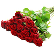 A generous bouquet of long-stemmed red roses rests in a diagonal sweep across a bright white background, arranged so that the opulent heads form a dense, luxurious cluster in the foreground. The roses number around two to three dozen, each one perfectly shaped, with tightly spiralling centres and outer petals that gently unfurl in layers of velvety crimson. The deep red tones are intense yet elegant, conjuring a mood of timeless romance and carefully considered devotion. Among the blooms, glossy green leaves emerge at different angles, offering pockets of cool colour that balance the warmth of the red. The stems stretch out towards the right side, straight and sturdy, lightly overlapping in a natural, relaxed formation. Here and there, tiny thorns are visible, subtle evidence that these are fresh, living flowers rather than something artificial. Strong, even lighting from above bathes the bouquet, flattening harsh shadows but enhancing the natural texture of the petals so that they appear almost touchably soft. The uncluttered white background turns the arrangement into a striking focal point, as if it were displayed in the window of a Golders Green florist on a busy morning before Valentine's Day or an important anniversary. The bouquet feels both classic and contemporary, equally suited to a grand romantic gesture or a quiet, intimate declaration of love. One can almost imagine the soft rustle of wrapping being removed and the faint, sweet fragrance of roses filling a home near Golders Green station, transforming an ordinary moment into something unforgettable.