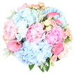 Captured against a clean white background, this lush pastel bouquet looks as if it has just been set down on a sunlit table in a Golders Green home. At its core, luxurious blush pink peonies, full and ruffled, open generously, their many petals forming soft, rounded blooms that instantly convey romance. Their nuanced shades range from the palest ballerina pink to a more saturated blush, creating a gentle play of light and depth. Cradling these peonies are ample clusters of sky blue hydrangeas, each head formed from tiny, delicate florets that overlap like scales, building pillowy domes of colour reminiscent of calm skies above Golders Hill Park on a clear spring evening. Threaded through the arrangement, dainty spray roses in blush and creamy yellow add intricate detail, some still tightly closed, others just beginning to open, suggesting unfolding stories and new beginnings. A few sleek hot pink calla lilies arc gracefully upward, their trumpet-shaped forms and vivid colour bringing a modern, sculptural accent that contrasts beautifully with the softer, more traditional blooms. Silvery Dusty Miller foliage, with its soft, velvety leaves, winds gently among the flowers, adding cool texture and a subtle contemporary feel, while deeper green leaves provide a quiet, natural frame. The bouquet has a balanced, rounded silhouette, every stem positioned carefully to highlight its best angle, as though prepared by a local expert for same-day delivery to a celebration near Brent Cross or a cosy anniversary dinner off Finchley Road. The overall impression is one of serenity and refined joy-a pastel design that feels perfect for weddings, birthdays, Mother's Day, or simply sending tender affection within the Golders Green community.