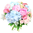 A luxuriously rounded bouquet is photographed upright against a stark white background, making its soft colours and rich textures glow with quiet intensity. Billowing clusters of powder-blue hydrangeas form the airy base, each floret overlapping the next to create a soothing, cloud-like mass. Nestled into this softness are full, ruffled peonies in shades of blush and rose pink, their petals layered so densely that they seem to ripple like fine fabric. Rising through the bouquet, sleek calla lilies in vibrant coral-pink and fuchsia create graceful curves, their trumpet-shaped blooms adding a contemporary flair that contrasts with the old-world charm of the peonies and roses. Tiny spray roses in pale pink, joined by a few creamy yellow rose blooms, are scattered throughout, offering delicate points of interest and adding depth to the pastel palette. Silvery-green dusty miller leaves, with their velvety, frosted edges, weave between petals, while darker green foliage surrounds and supports the composition, giving it structure and balance. The stems are neatly gathered at the base, suggesting a freshly hand-tied design ready to be delivered from Golders Green to nearby Hendon or Childs Hill. The bouquet feels serenely joyful, like a stroll through a blossoming garden near Hampstead Heath on a mild spring morning, carrying hints of gentle floral fragrance and crisp greenery. It evokes love, gratitude, and celebration, suitable for wedding mornings, new baby welcomes, or simply lifting someone's spirits with a beautiful surprise at their NW11 doorstep.