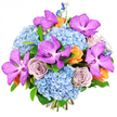 Set against a luminous white background, this opulent bouquet appears almost to glow, its intricate layers of colour and texture revealing themselves the longer you imagine looking at it. At the base, generous clusters of sky-blue hydrangeas form a rounded, cloudlike cushion, each delicate floret overlapping to create a soft, almost quilted surface that feels cool and calming, like a quiet walk through leafy residential streets around Golders Green. Rising from this tranquil bed, several dramatic Vanda orchids demand attention, their wide petals saturated in electric magenta-purple, intricately patterned with darker speckles that give them an exotic, almost jewelled quality. Nestled among them are sumptuous roses in a refined lavender-grey tone, their tightly layered petals unfurling with a sense of thoughtful elegance, reminiscent of vintage romance. Adding warmth and a lively counterpoint, clusters of peach and soft tangerine roses are woven through the design, their rounded blooms bringing to mind the welcoming glow of local cafés and bakeries along Finchley Road. Slender spires of deep indigo delphinium emerge from the top and edges, lending the arrangement a touch of height and a gentle upward movement, as though the flowers are stretching toward soft daylight. Discreet green foliage frames the composition, enhancing the colours without overshadowing them. The bouquet is tightly composed yet carefully balanced, so each bloom holds its own space. Bright, even lighting shows off the natural sheen on the petals and the subtle shifts from cool blue to warm peach. This arrangement feels perfect for marking significant celebrations, from milestone birthdays to promotions, bringing a sense of modern luxury and joy to homes and venues across Golders Green.