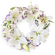 Set against a clean, bright white background, this circular sympathy wreath offers a soothing vision of white and soft lavender, arranged with the calm assurance of an experienced local florist. The ring is densely woven with white Oriental lilies, each bloom lush and open, petals smooth and slightly glossy, curling outwards to reveal gentle green throats and prominent stamens tipped with golden-brown pollen. Some lilies are at their fullest, others half open, and a scattering of buds curves around the wreath, echoing the natural progression of a flower's life and quietly mirroring the stages of grief and remembrance. Nestled between the lilies are ruffled Lisianthus blossoms, small and intricate, their snow-white petals traced delicately with lilac and pale purple along the edges, adding a soft halo of colour and a romantic, almost whispered contrast. Subtle foliage, including slim, dark green leaves and light, eucalyptus-like sprigs, threads through the blossoms, giving structure and depth while keeping the overall impression airy and gentle. The design is perfectly circular, balanced, and full, evoking an unbroken bond of love and memory that feels fitting for a service in Golders Green or a gathering at a nearby chapel or crematorium. Crafted as a condolence tribute, it is ideal for funerals, memorials, or graveside farewells, offering a sense of peace, purity, and quiet respect. From the careful placement of each lily to the soft interplay of white and lavender, the wreath speaks of a life honoured with grace and tenderness.