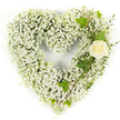 A heart-shaped tribute sculpted almost entirely from a dense cloud of tiny white Gypsophila, the arrangement sits against a crisp white background and radiates serene calm. The countless minute blossoms create a pillowy, almost feather-soft texture that gives the heart a luminous, weightless presence; each little star-shaped bloom contributes to a seamless, rounded silhouette that suggests purity and quiet devotion. Nestled into the upper right curve, a single cream-white rose-its petals tightly furled and edged with a faint warm cream-acts as an elegant punctuation, the smooth spiral of its bud contrasting lovingly with the spray of baby's breath. Glossy, dark green ivy leaves are woven in near the rose, their lobed shapes and subtle sheen offering a classic, stabilising line, while pale green, eucalyptus-like sprigs trail diagonally down the right side to add soft, silvery texture and graceful movement. Bright, even lighting brings out the gentle tonal differences-the ivory heart, the creamy rose, and the cool greens-while suggesting the fresh scent of garden white florals and crushed leaves. Crafted to convey reverence and solace, this composition reads as a quiet promise of remembrance, appropriate for funeral services, memorial displays, or a private moment of tribute. As a local florist familiar with Golders Green and its calm, leafy corners near Golders Hill Park and the Crematorium, we arrange these white hearts with care so they comfort family and friends with dignity and simple, timeless beauty.