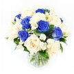 A graceful condolence bouquet stands quietly in a clear glass vase, its calm beauty enhanced by a clean white background that leaves all focus on the flowers themselves. The arrangement is built around velvety royal blue roses and softly glowing ivory roses, the two colours woven together so that no single shade dominates, echoing both sorrow and gentle comfort. Each rose is fully formed, with petals unfolding in layered spirals, some facing outward in welcome, others tilted slightly down in a subtle gesture of reflection. Threaded among the roses are arching stems of white freesia, carrying clusters of small, trumpet-like blooms that give the design lightness and an almost musical rhythm, as if each blossom were a quiet note of reassurance. Tiny white gypsophila, or baby's breath, is dusted throughout, its countless miniature flowers creating a misty, cloud-soft texture that softens any harsh lines and adds an air of serenity. Deep green leaves cradle the flowers, spreading out from the base and rising among the blooms, their polished surfaces catching the light and providing a strong, natural framework. The transparent vase reveals the neatly cut green stems resting in clear water, suggesting freshly prepared flowers ready for delivery to homes and services across Golders Green and nearby Hampstead Garden Suburb. Even lighting brings out the richness of the blue roses and the creamy warmth of the ivory petals, with gentle shadows at the base giving the bouquet a grounded, stable presence. The overall feeling is one of quiet strength and compassion, a respectful floral tribute designed to offer comfort and a sense of peace during times of loss.